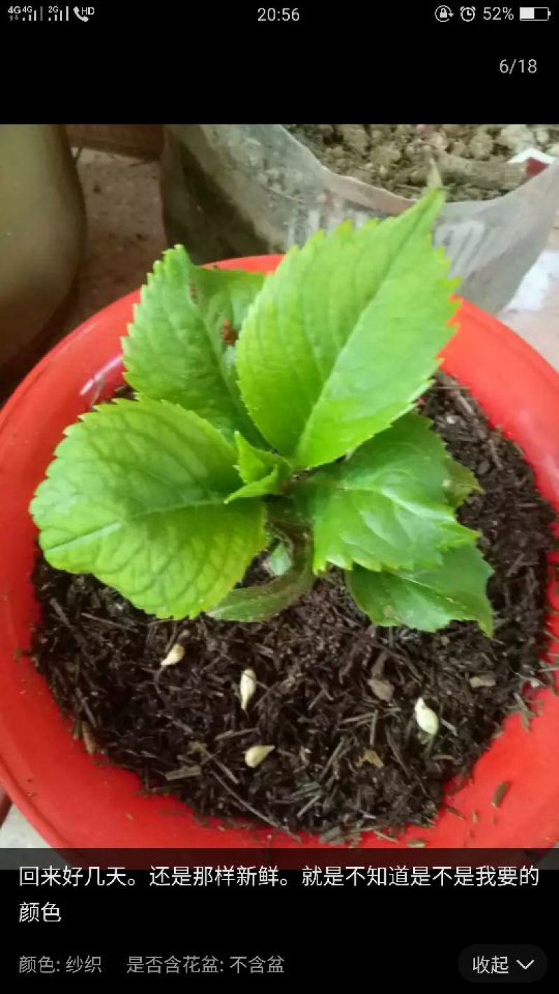 八仙花种苗