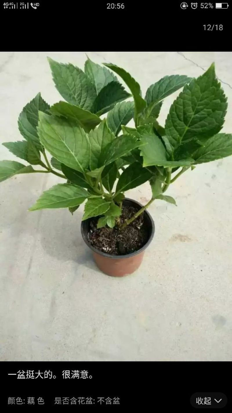 八仙花种苗