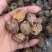 蜜枣无核硬蜜软蜜阿胶