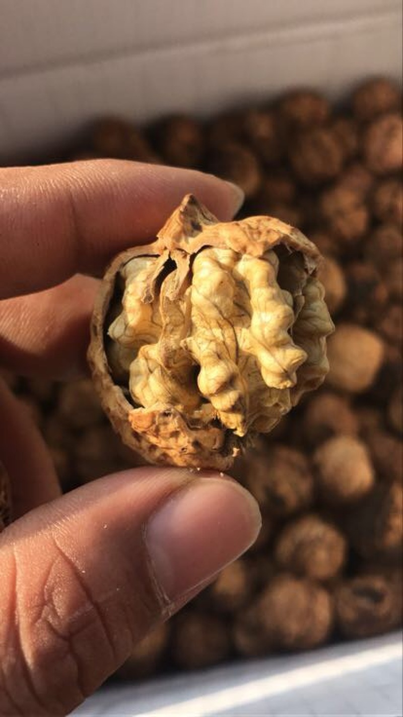 麻核桃去皮40mm以上干