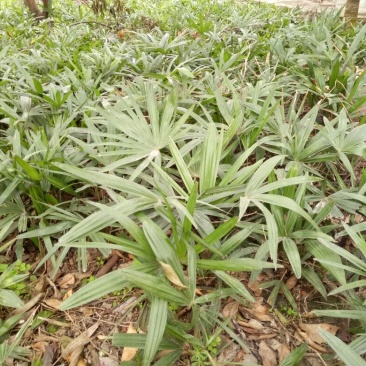 棕榈树10cm以下