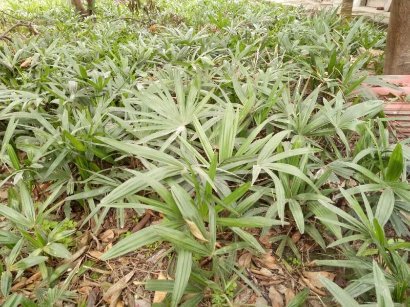 棕榈树10cm以下