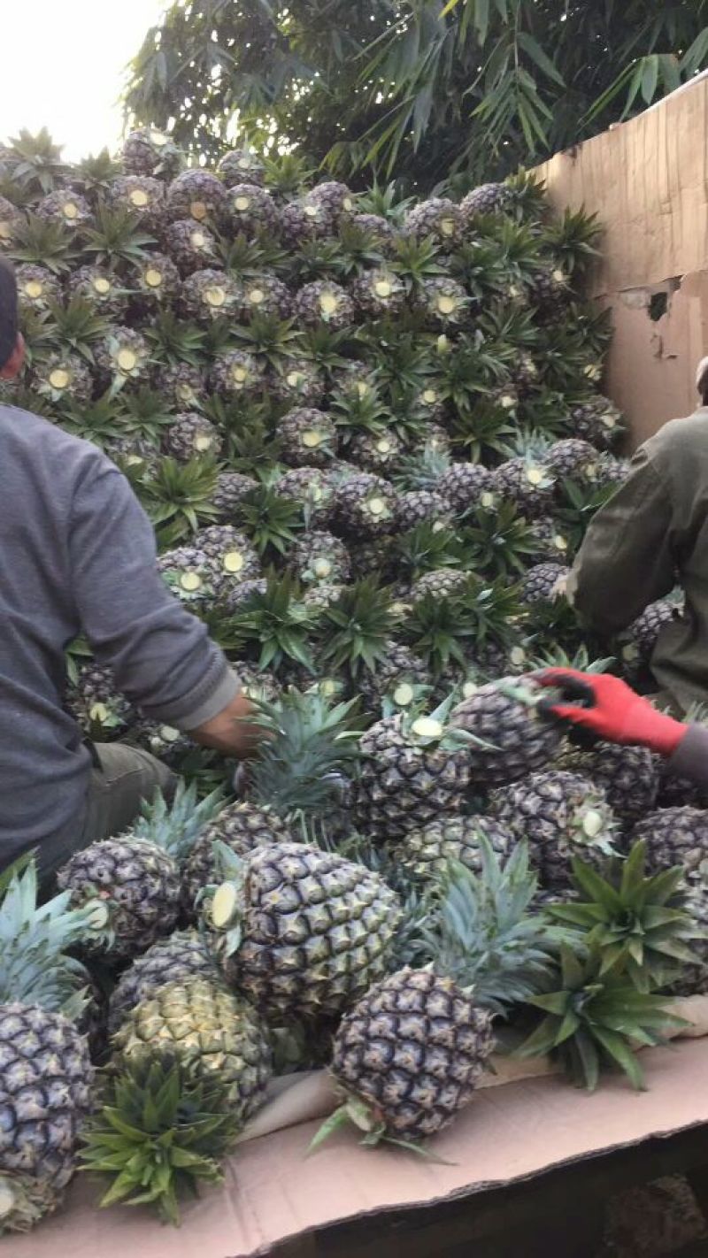 无眼菠萝金钻凤梨现摘现发