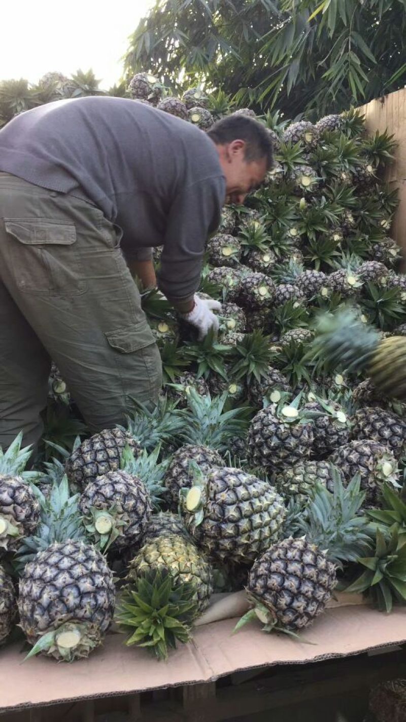 无眼菠萝金钻凤梨现摘现发