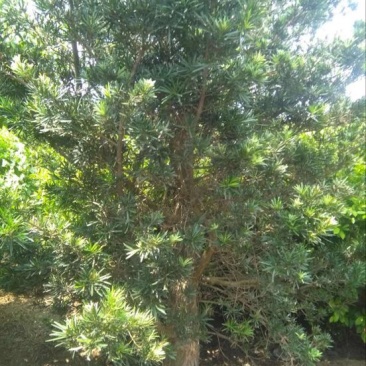 小叶罗汉松12~14cm10~12cm3~3.5米
