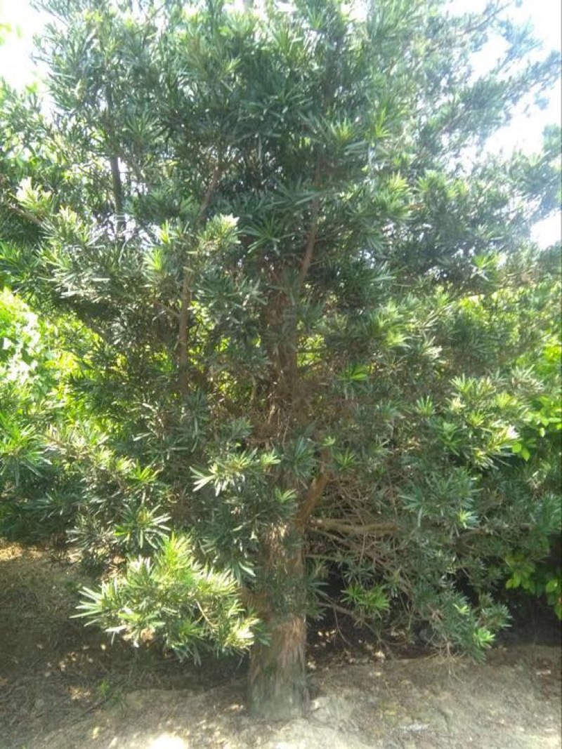 小叶罗汉松12~14cm10~12cm3~3.5米