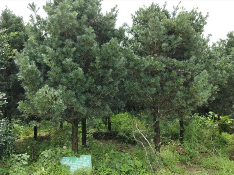 小叶罗汉松12~14cm10~12cm3~3.5米