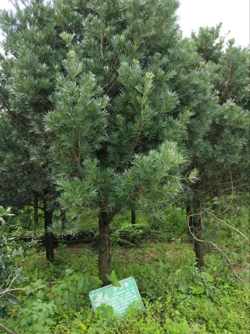 小叶罗汉松12~14cm10~12cm3~3.5米