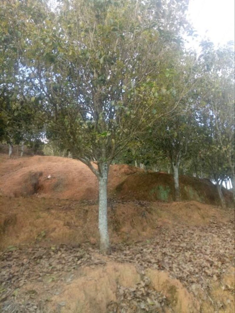 桂花10~20cm