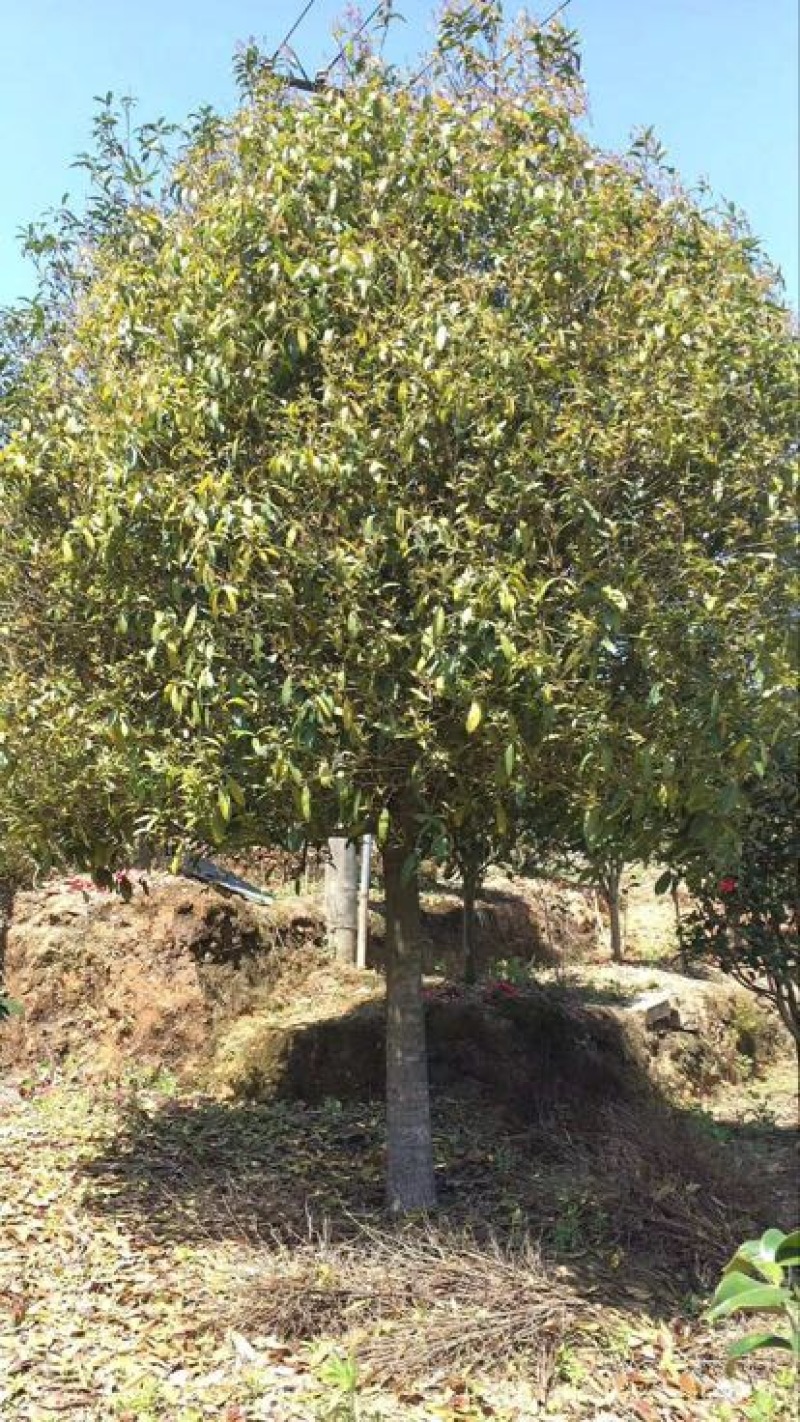 桂花10~20cm