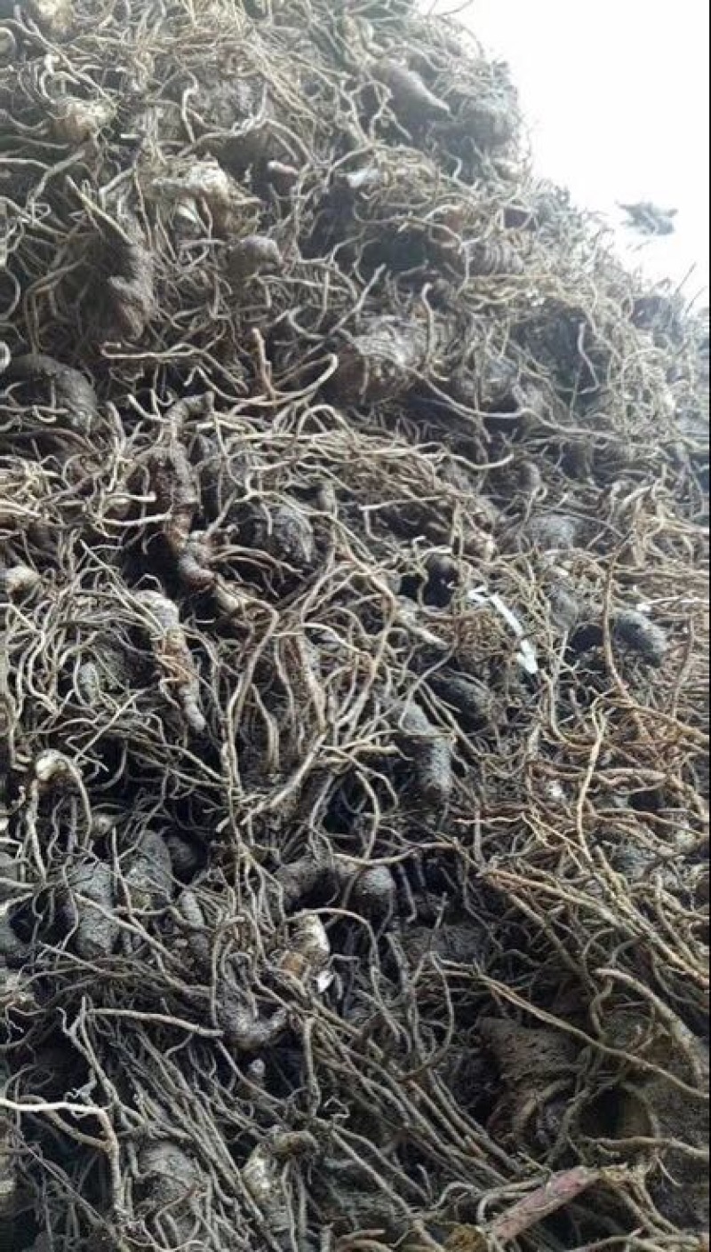 七叶一支花统货