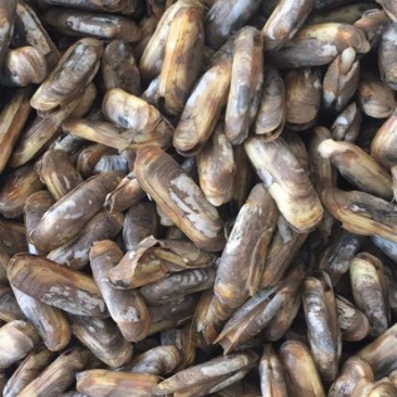 海蛏食用