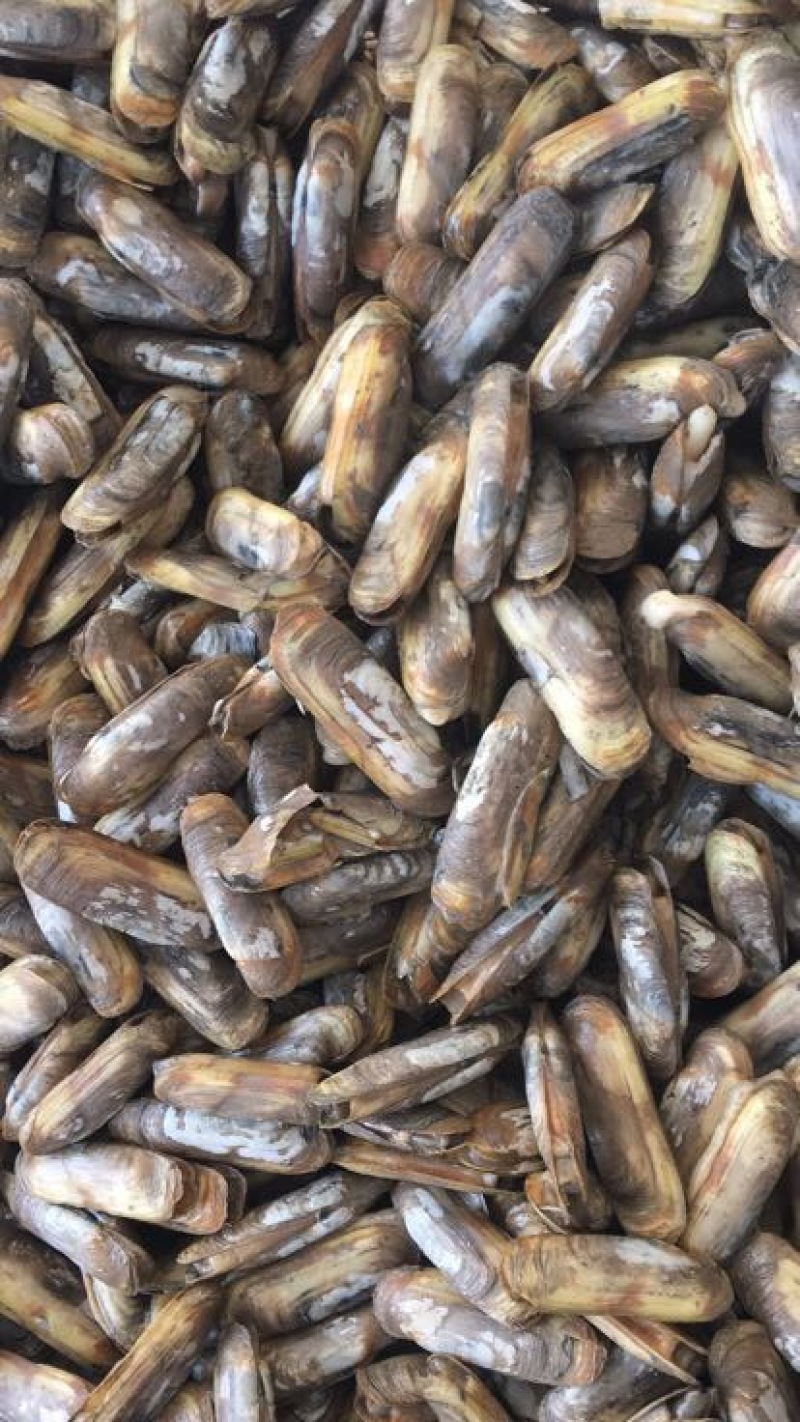 海蛏食用