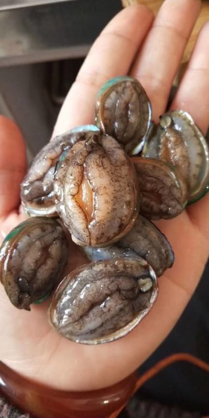 鲍鱼食用