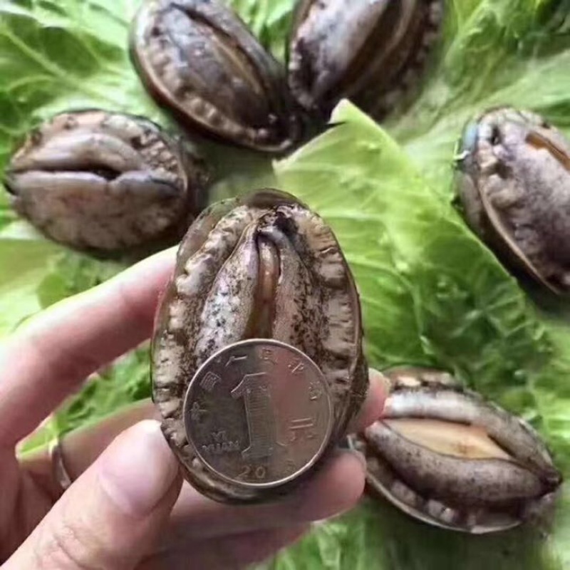 鲍鱼食用