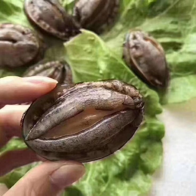 鲍鱼食用
