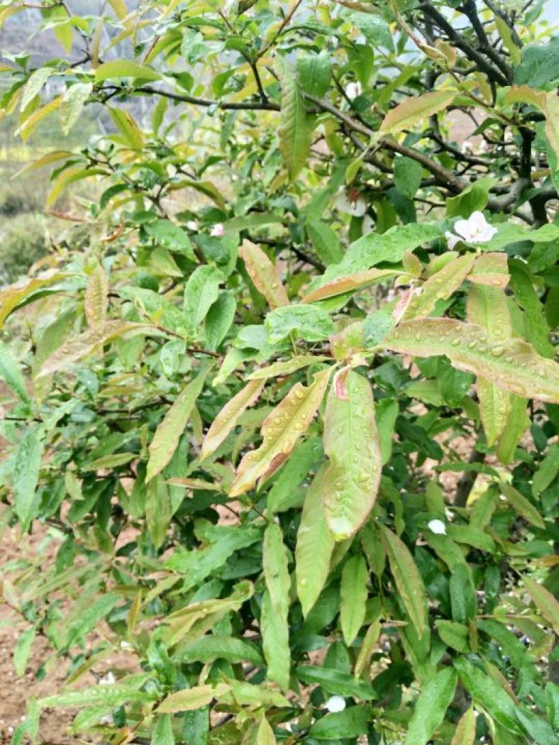 资丘木瓜苗皱皮无籽木瓜苗长阳木瓜苗药用木瓜苗