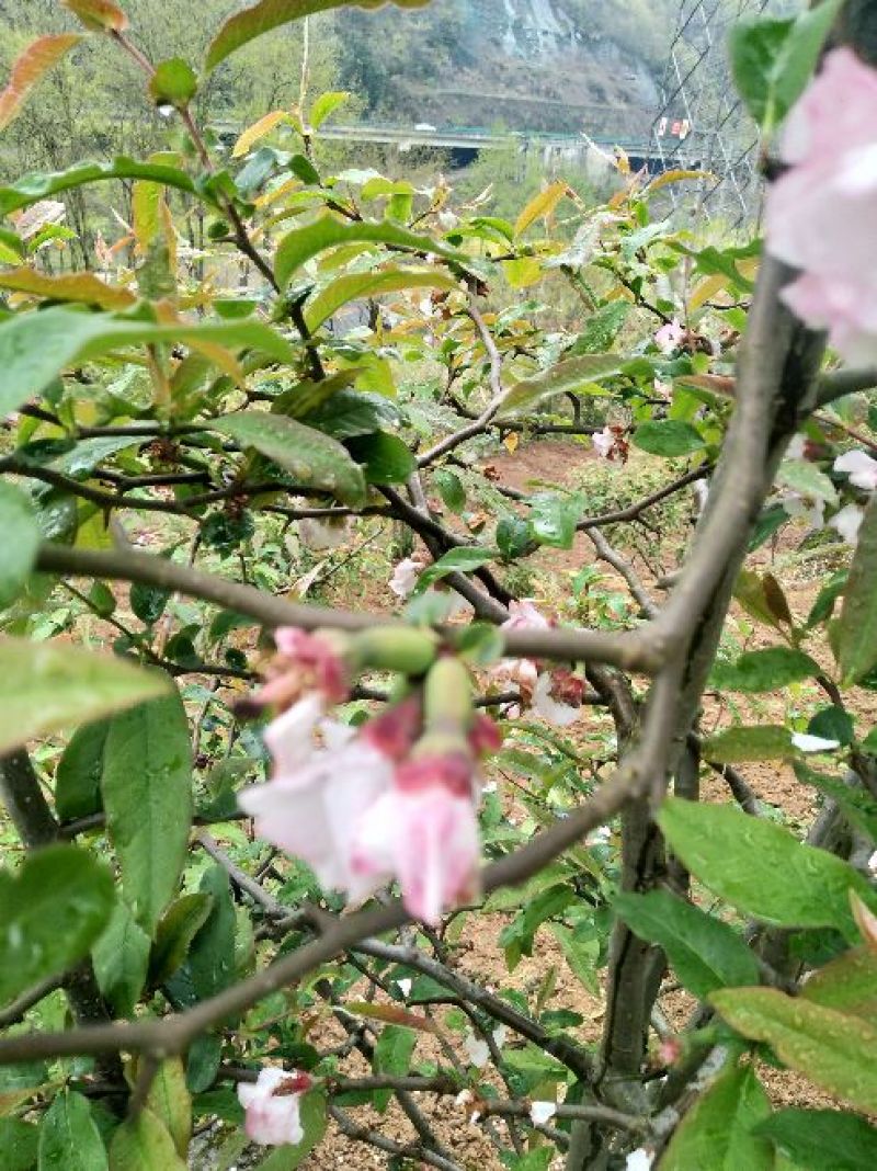 资丘木瓜苗皱皮无籽木瓜苗长阳木瓜苗药用木瓜苗