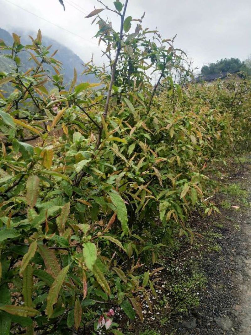 资丘木瓜苗皱皮无籽木瓜苗长阳木瓜苗药用木瓜苗