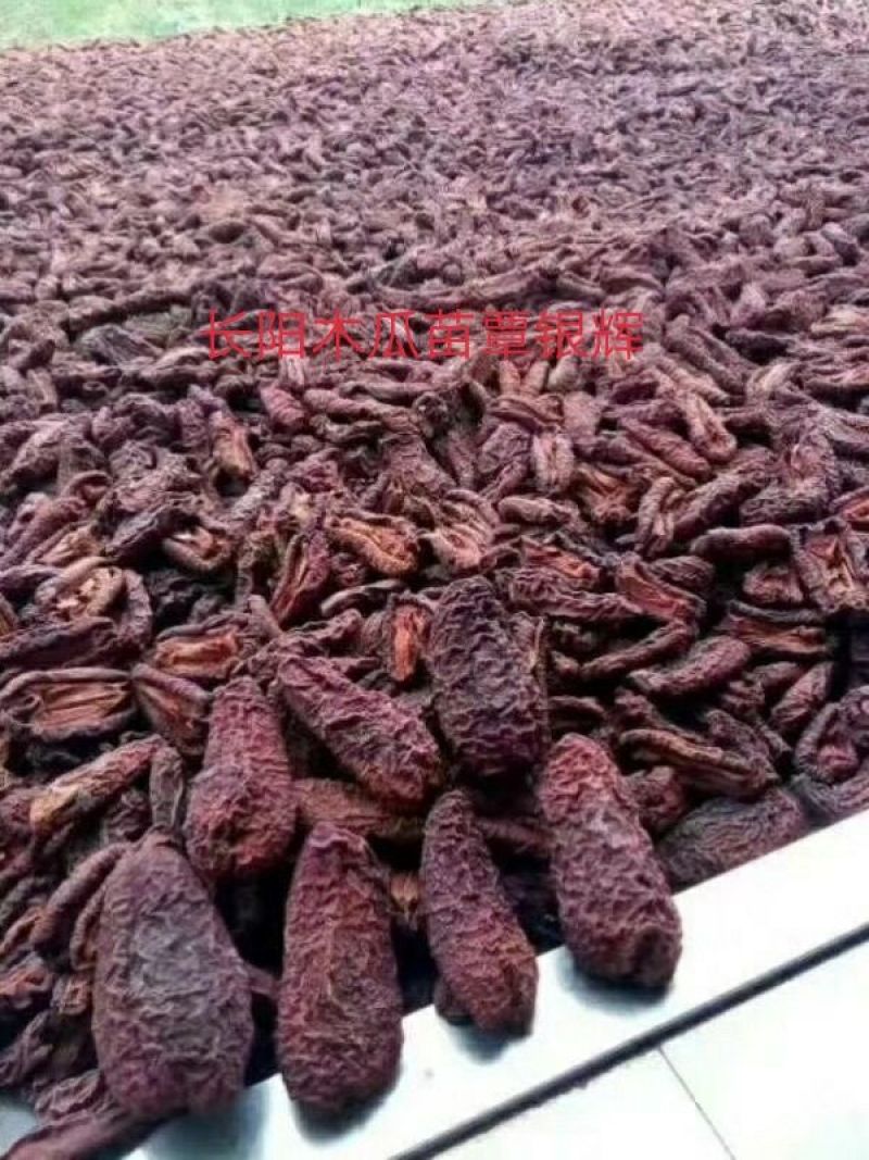 资丘木瓜苗皱皮无籽木瓜苗长阳木瓜苗药用木瓜苗