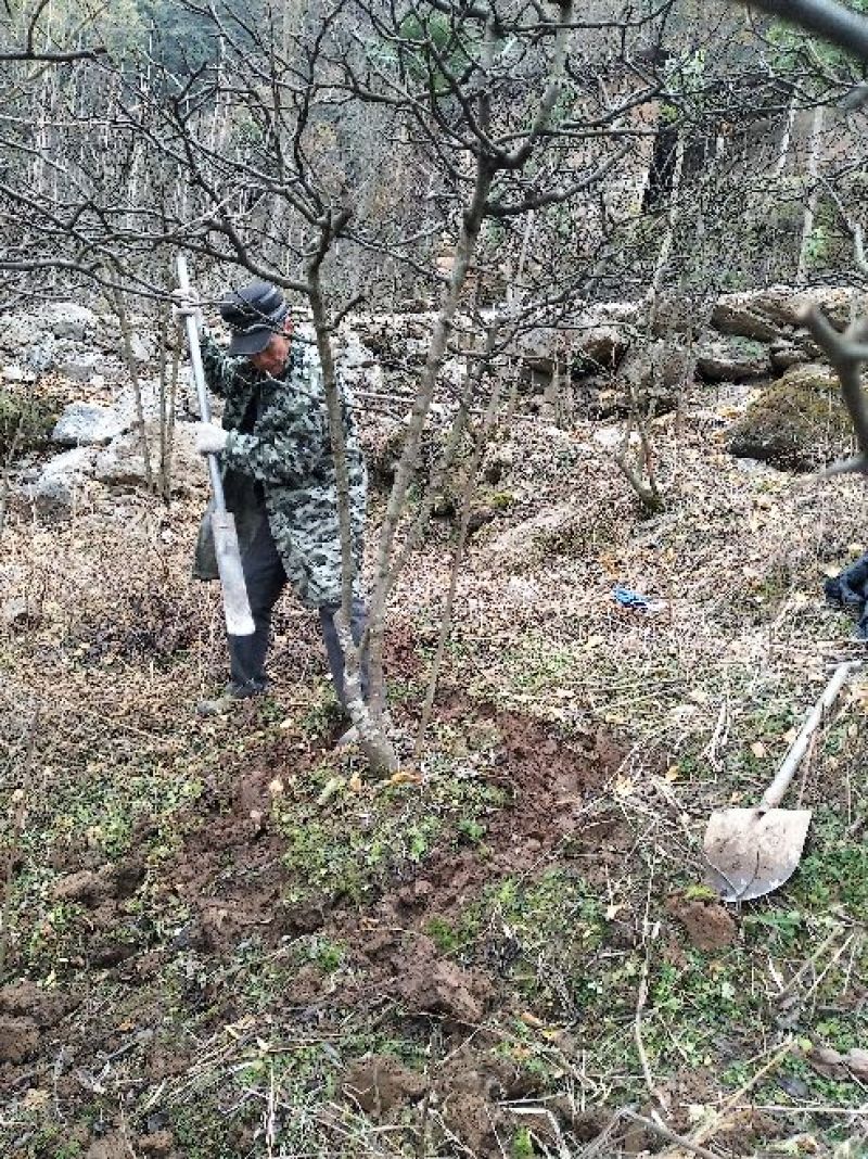 资丘木瓜苗皱皮无籽木瓜苗长阳木瓜苗药用木瓜苗