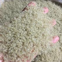 大眼幼体螃蟹苗标准苗8万头一斤
