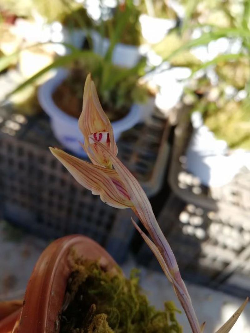 兰花带盆栽好
