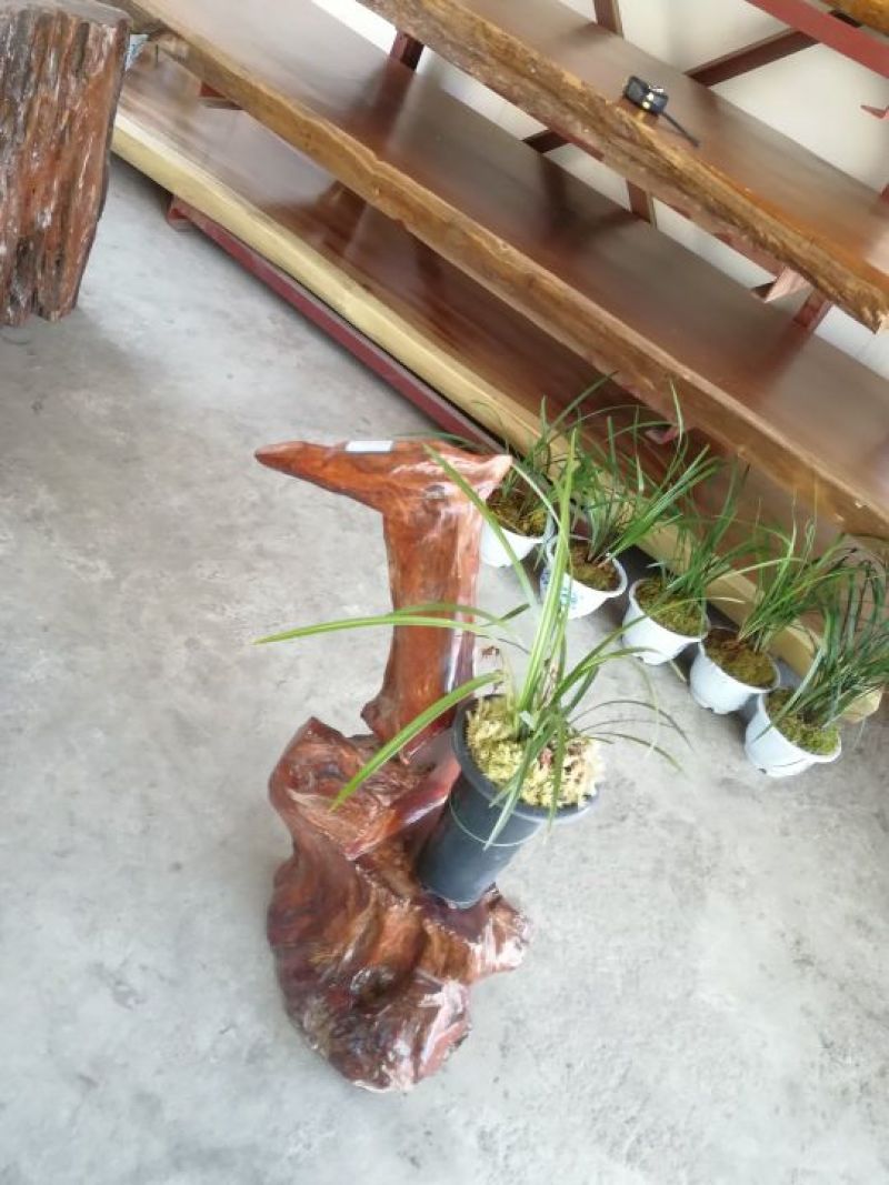 兰花带盆栽好