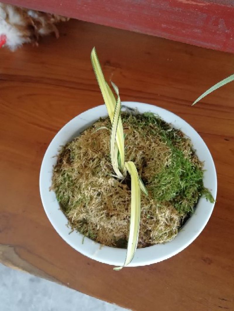 兰花带盆栽好