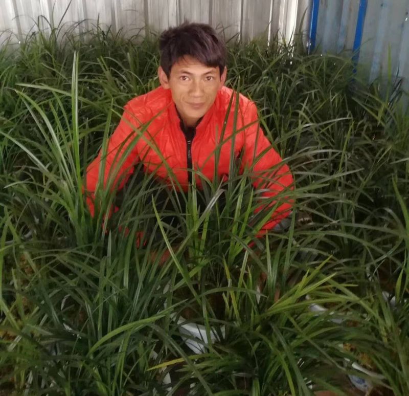 兰花带盆栽好