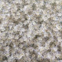 5母大眼幼体螃蟹苗标准苗7万头/斤