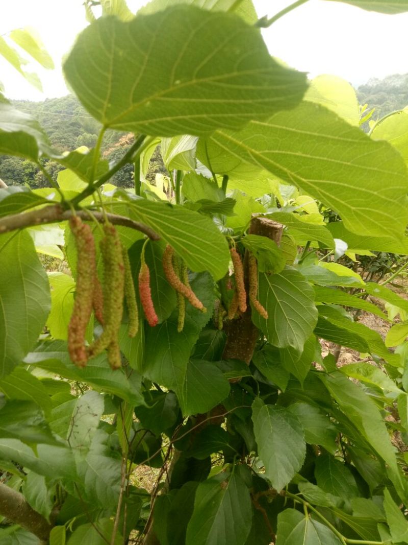 长果桑树苗50~60cm