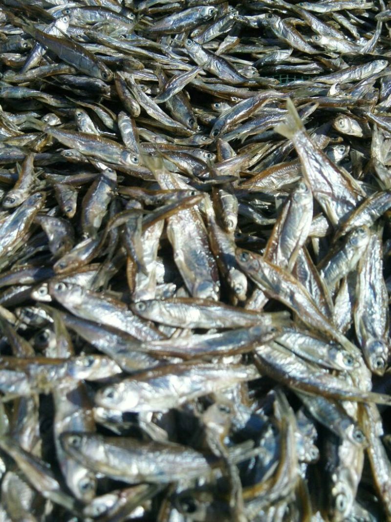 餐条鱼干日晒鱼干
