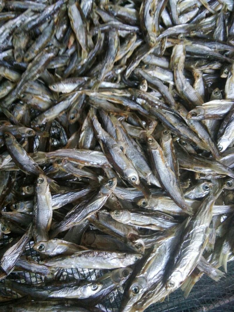 餐条鱼干日晒鱼干