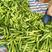 黄瓜22~25公分鲜花带刺一手货源产地直供！