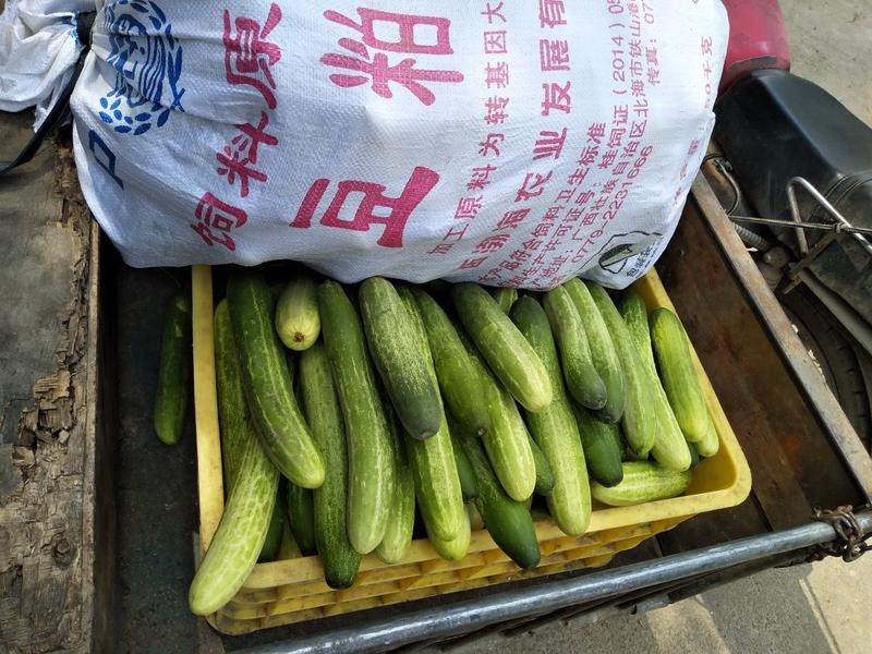 黄瓜22~25公分鲜花带刺一手货源产地直供！