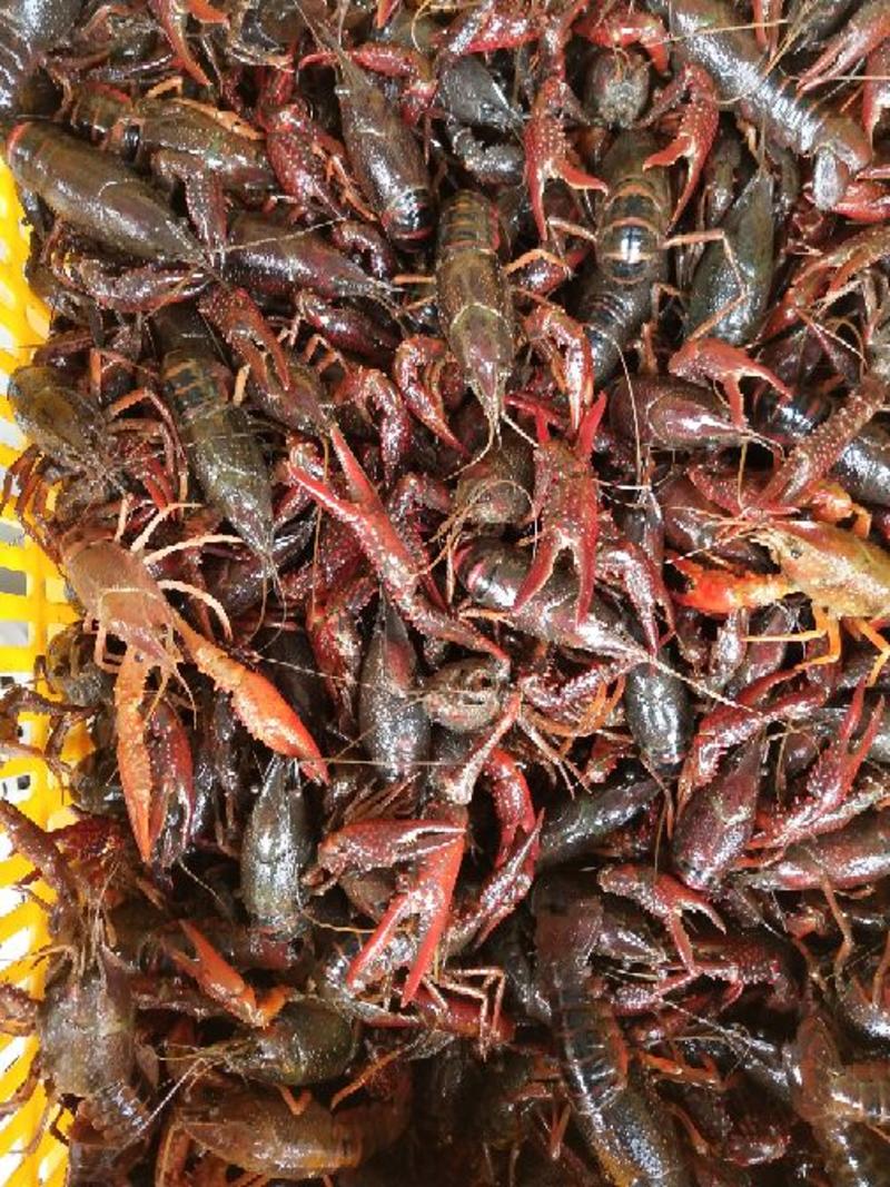 小龙虾潜江小龙虾义朗精品6以上红虾食用50斤包邮