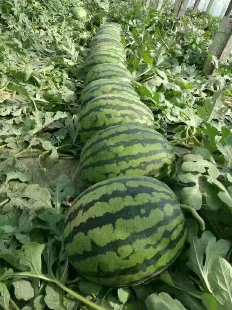 【优惠】【青农糖王】高密度、高糖度13.5—15.5度
