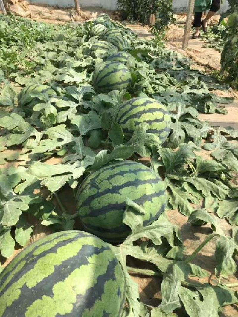 【优惠】【青农糖王】高密度、高糖度13.5—15.5度