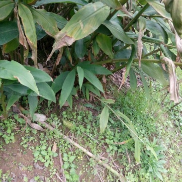 竹根七