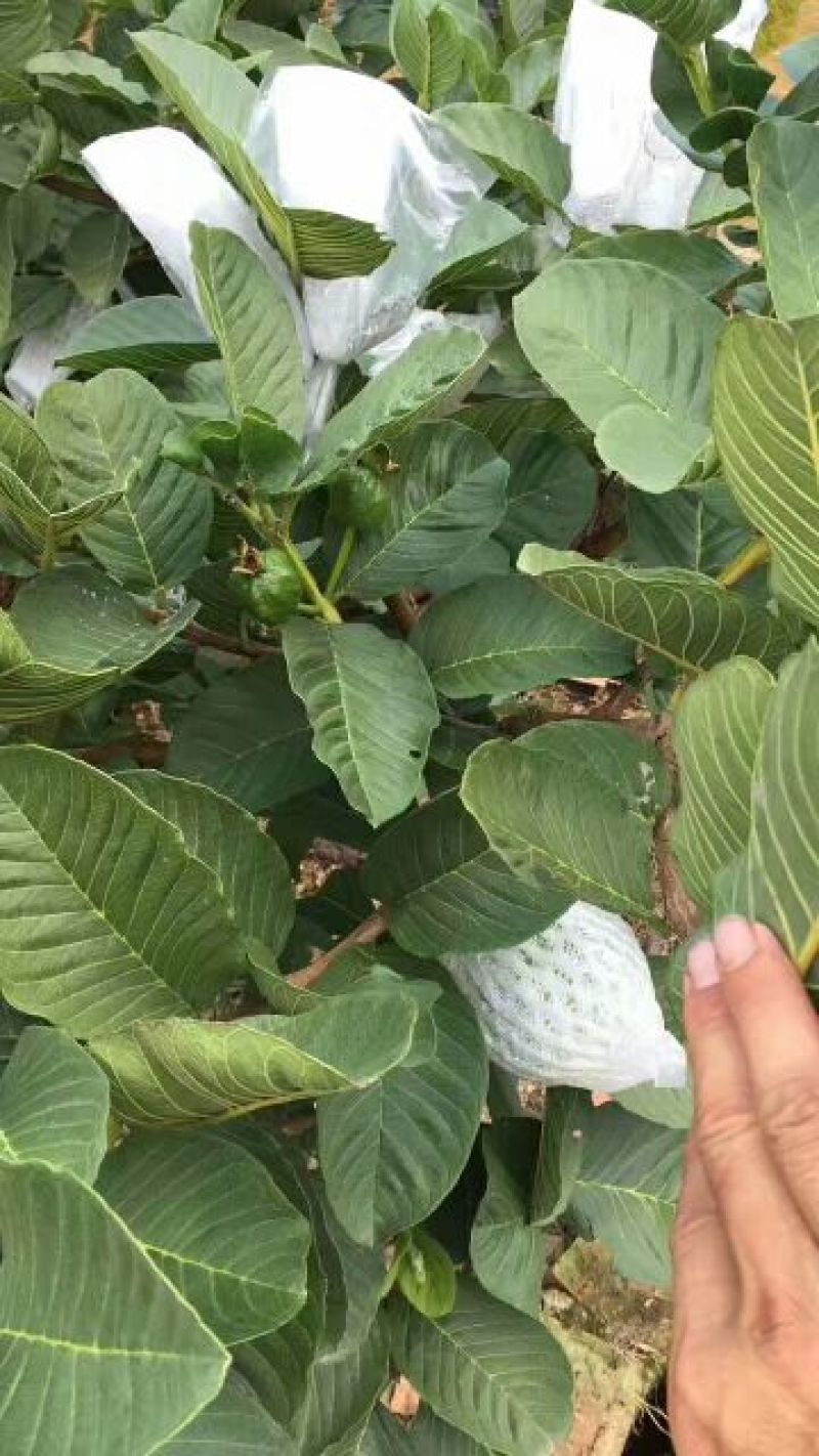 优质纯正红宝石，西瓜，珍珠番石榴芭乐苗，基地批发放心苗