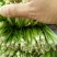 香菜20~25厘米以上大叶香菜，叶面厚，质量**