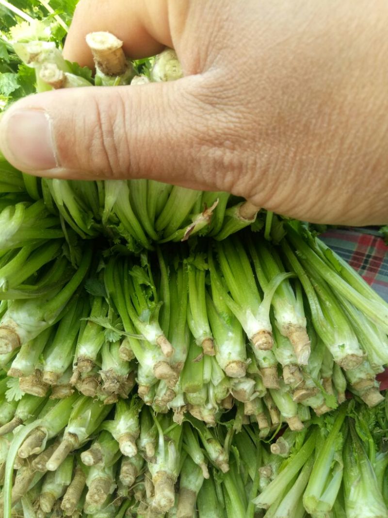 香菜20~25厘米以上大叶香菜，叶面厚，质量**
