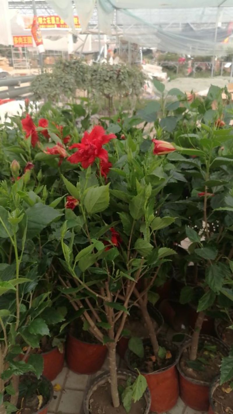 木槿8~10cm8~10cm0.5~1米