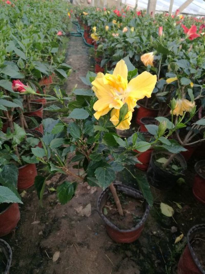 木槿8~10cm8~10cm0.5~1米
