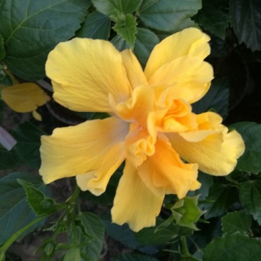 木槿8~10cm8~10cm0.5~1米