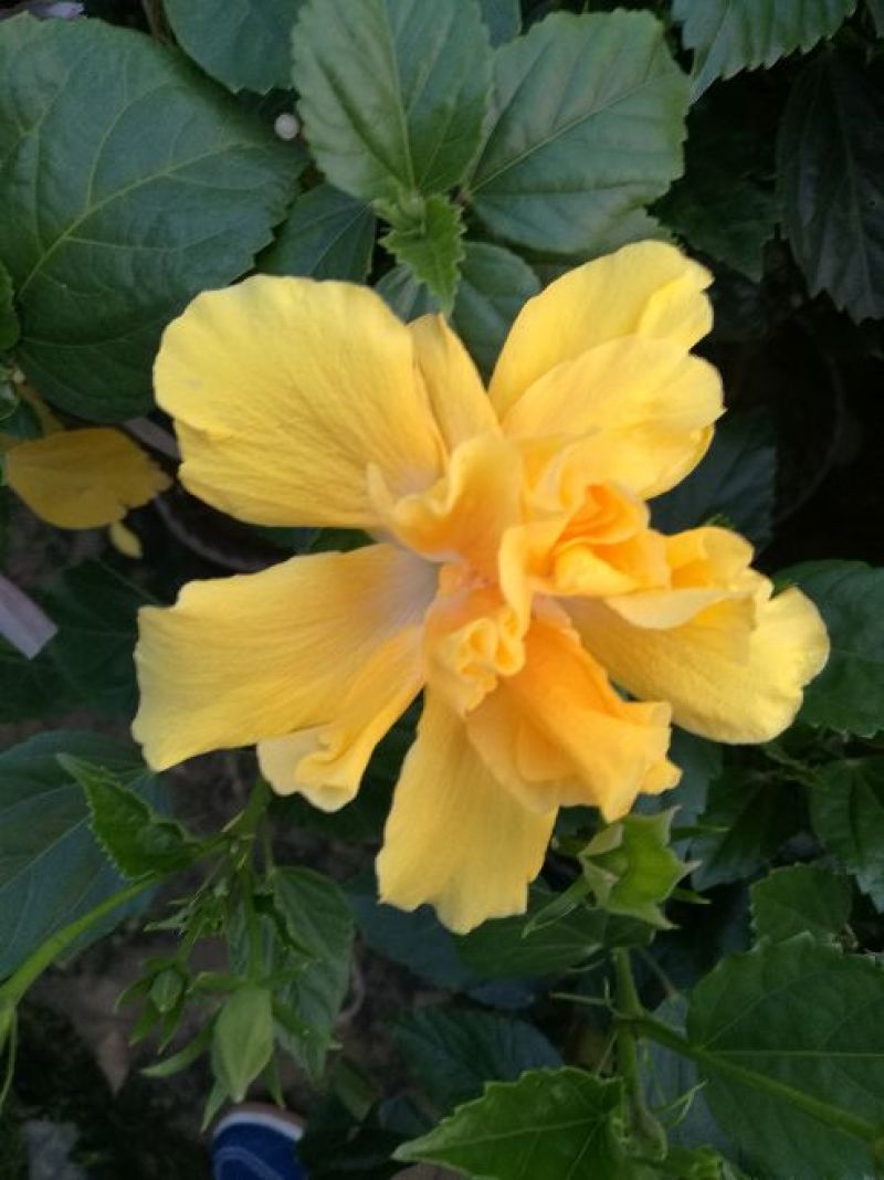 木槿8~10cm8~10cm0.5~1米