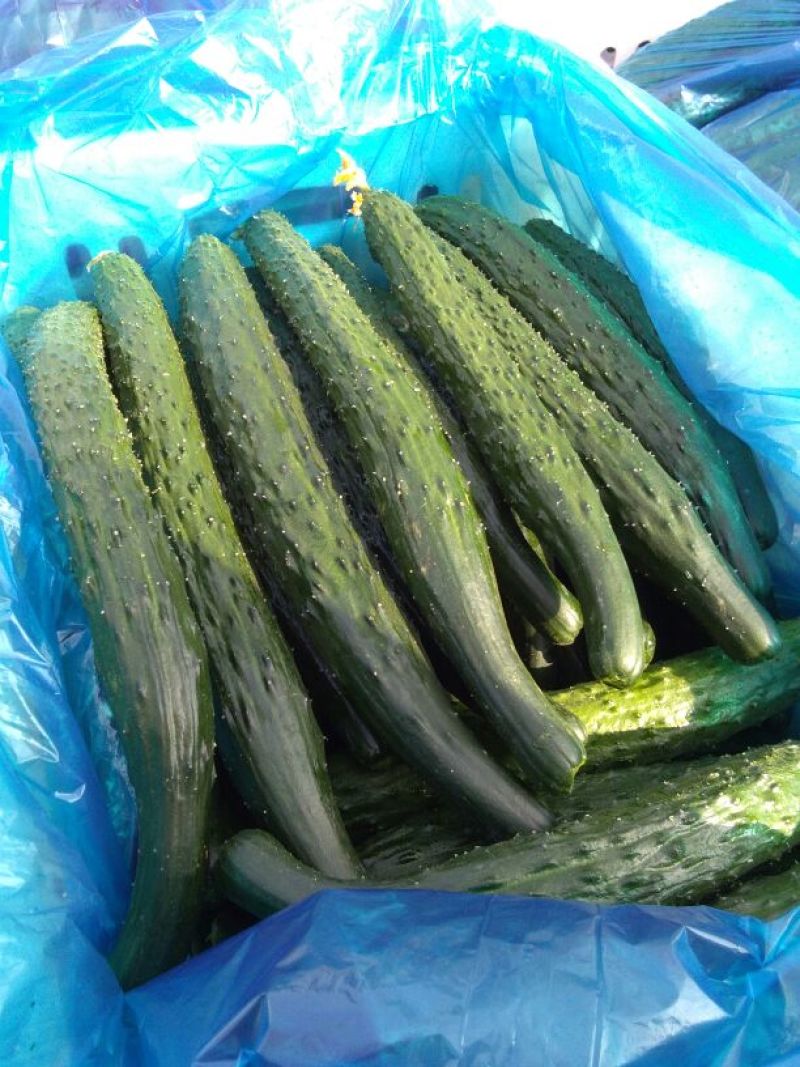 【大量上市】密刺黄瓜烂果包赔产地直供全国发货