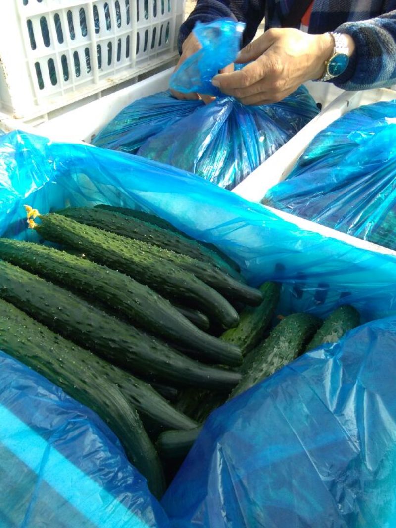 【大量上市】密刺黄瓜烂果包赔产地直供全国发货