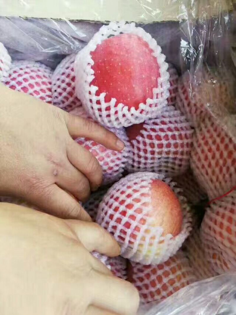 红富士苹果70mm以上膜袋